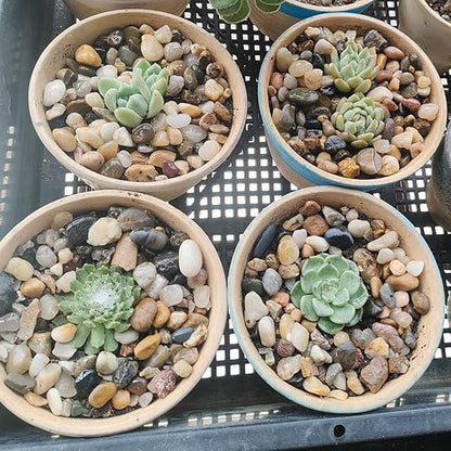 10LB Decorative River Rocks Gravel -2/5/'' Mixed Color Gravel for Vase Filling, Flower Pot Paving. Gravel for Garden Decoration,Landscaping,Aquarium Aquascape Gravel, Fish Tanks Gravel.