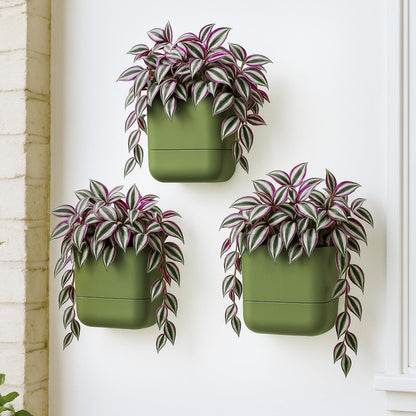 Phoenix Vine 6.5 Inch Wall Mounted Self-Watering Planter Pot for Indoor Houseplants and Herbs | Hanging Planter for Window Sills, Bathroom Walls, Home & Office Décor, Olive, Set of 3, 01-C-F-3