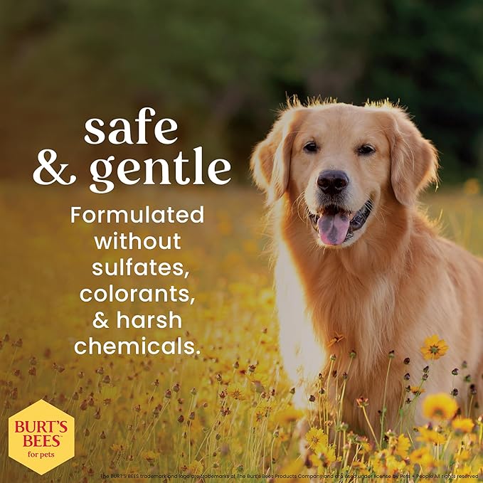 BURT'S BEES FOR PETS Itch Soothing Shampoo with Honeysuckle, 6pk, 95% Natural Origin Formulas, Dog Shampoo for Itchy Dogs, Dog Shampoo Itchy Skin Relief, 6pk, 16 oz