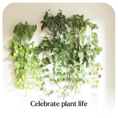 Make Good Virgo Wall Planters (Wide, Set of 6) - Easy to Water and Install - Lightweight - Design Your Own Vertical Garden - Melamine Plastic
