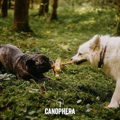 Canophera Dog Chew Coffee Wood and Coconut Rope Toy for Healthy Teeth and Gums Size Small - All Dog Breeds