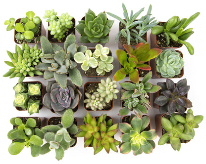 Altman Plants Live Succulents (20 Pack) & Live Pothos Plants (4PK) Indoor House Plants