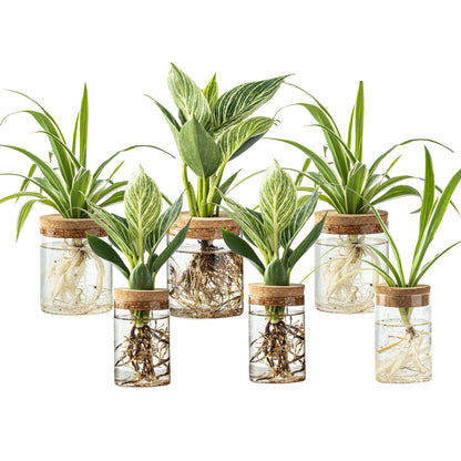 Plant Propagation Station,Hydroponic Glass Container Vase 2 Sizes Planter Propagated Jars for Desks, Houses, Garden Decorations,Home Kitchen Decorations and Gifts cu.20.5 (6pcs)