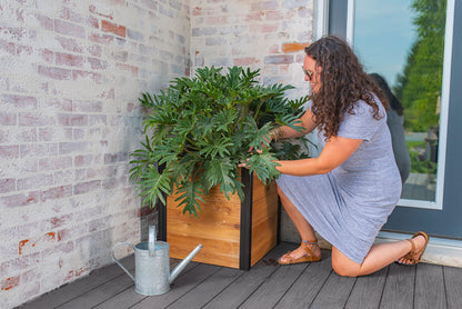 Vita Mezza 22 inch Square Cedar Wood Cube Planter, Golden Brown, Black Aluminum Posts, FSC, Pre-Stained, Insect and Pest Rrepellant, VT17711