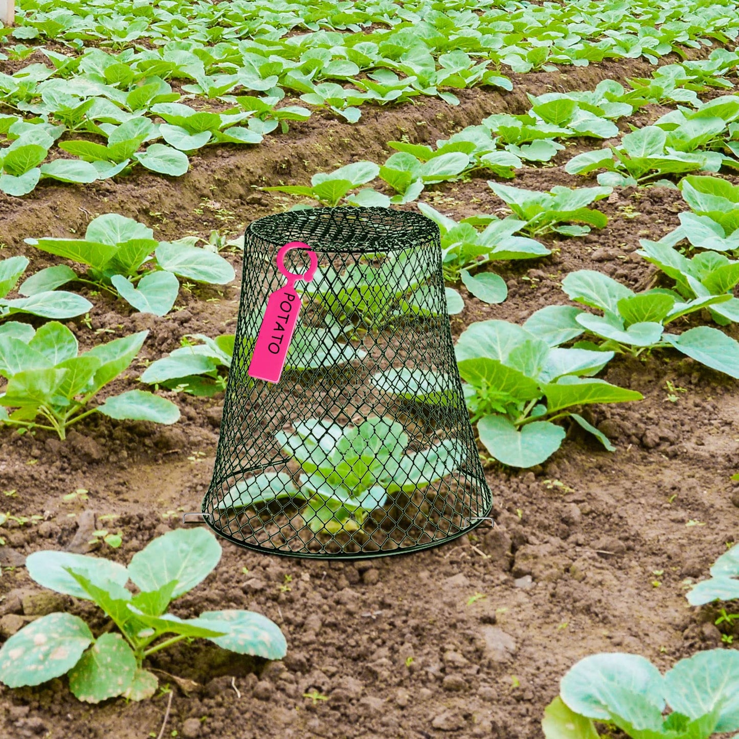 10 Pieces Chicken Wire Plant Covers Wire Garden Cloches Chicken Wire Cloche Plant Protector Metal Heavy Duty Garden Plant Cloche for Keeping Bunnies Chicken Squirrels Birds Other Out(9×9in) (Green)