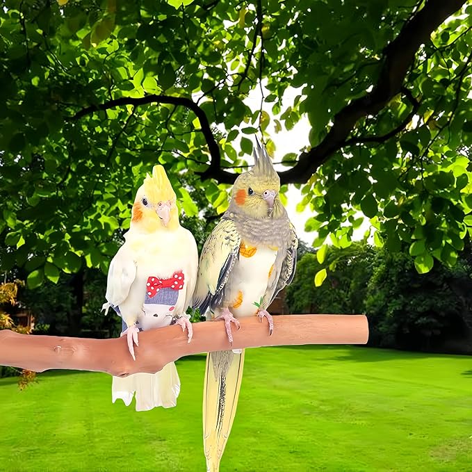 2Pcs Bird Diapers Bird Harness Flight Suits Diapers with 80 Inch Flying Leash Parrot Nappy Washable Cute Urine Wet Suit for Cockatiel Conure Macaw Budgies Parakeet-Kitten&Watermelon,S