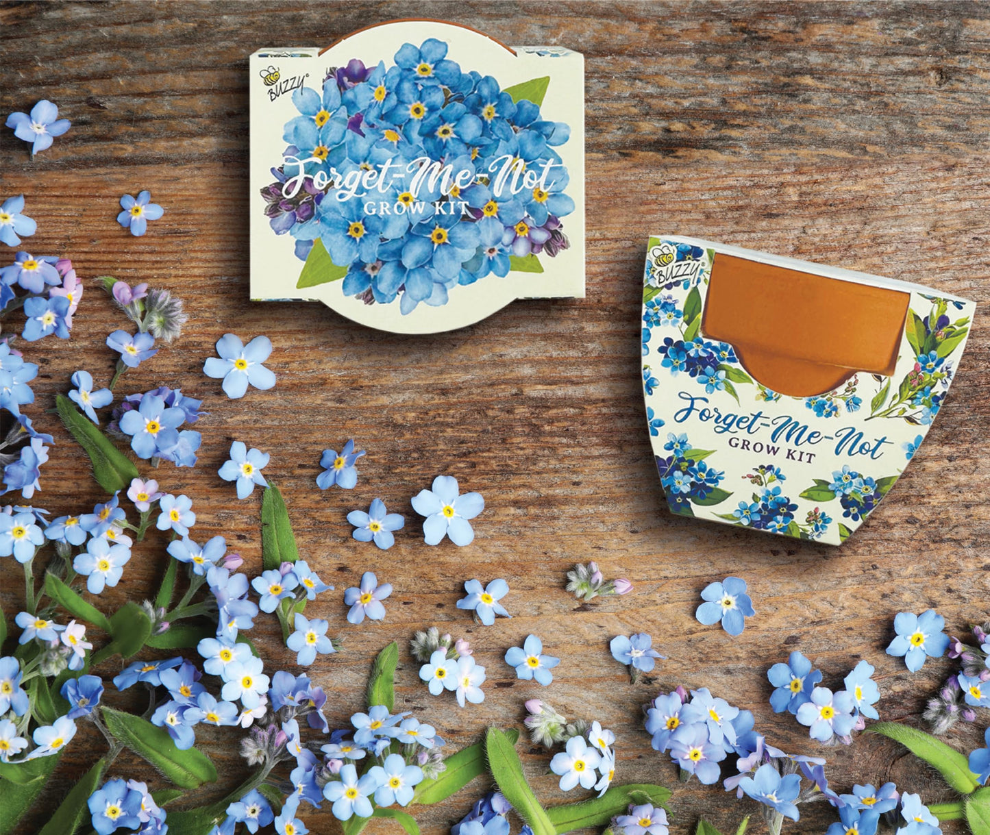 BUZZY Seeds Mini Terracotta Pots 12-Pack Daydream Forget-Me-Not Flowers, All-in-One Seed Starter Kits, Indoor Outdoor Gardening Gift, Wedding Favors, Seeds for Planting Flowers