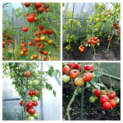 YIDIE Garden Stakes Sturdy Metal Fence Post 5 Ft Plastic Coated Steel Plant Sticks for Tomatoes,Trees,Cucumber,Fences,Beans,Pack of 50