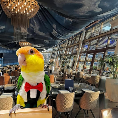 Bird Harness Leather Set Tuxedo Flight Suits with Nappy Diapers Waterproof Inner Layer Urine Wet for Parrot Cockatiel Conure Parakeet Macaw Budgie (5XL)