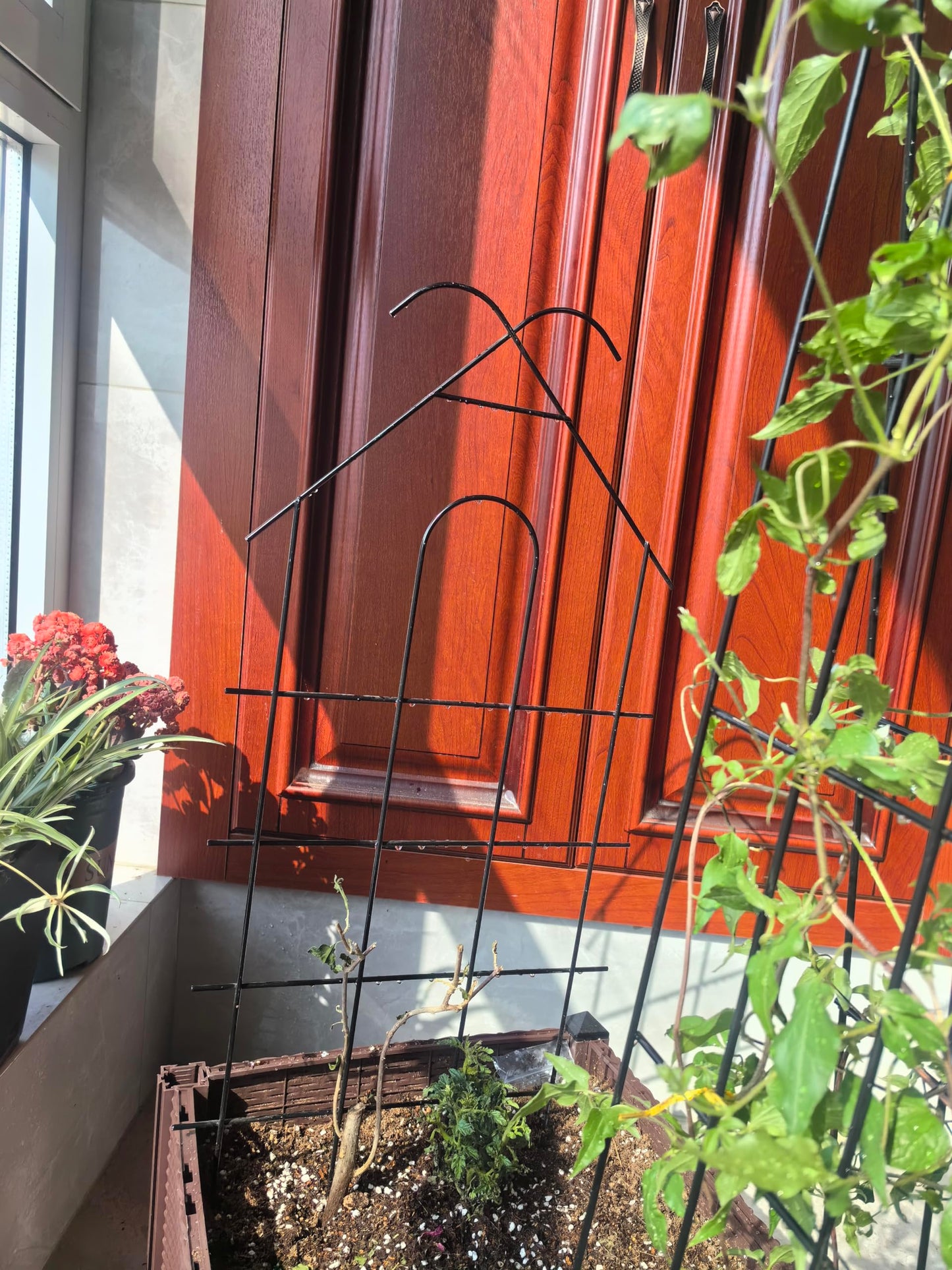 ARIFARO 24" Metal Garden Trellis for Climbing Plants, 4 Pack Plant Trellis for Potted Plants, Indoor Outdoor Black Trellis for Vines, Flowers, House Plants, 10" Wide