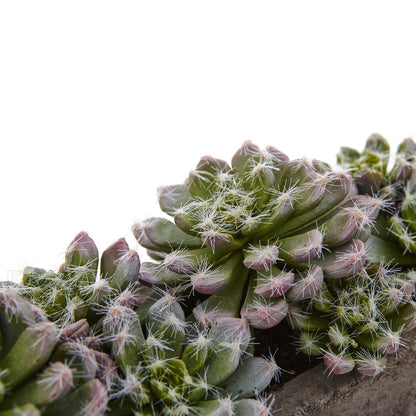 Nearly Natural Succulent Garden with Textured Concrete Planter