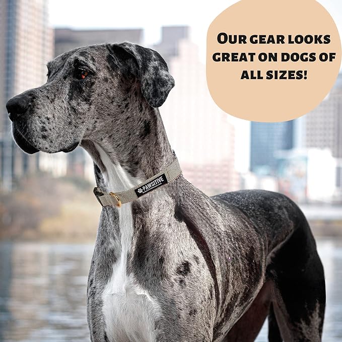 Pawsitive Wool Dog Collar - Hypoallergenic Dog Collar, Great Dog Collar for Sensitive Skin, Soft Collar for Dogs, Soft Organic Dog Collar Eco-Friendly (Medium, Blue & Leash)