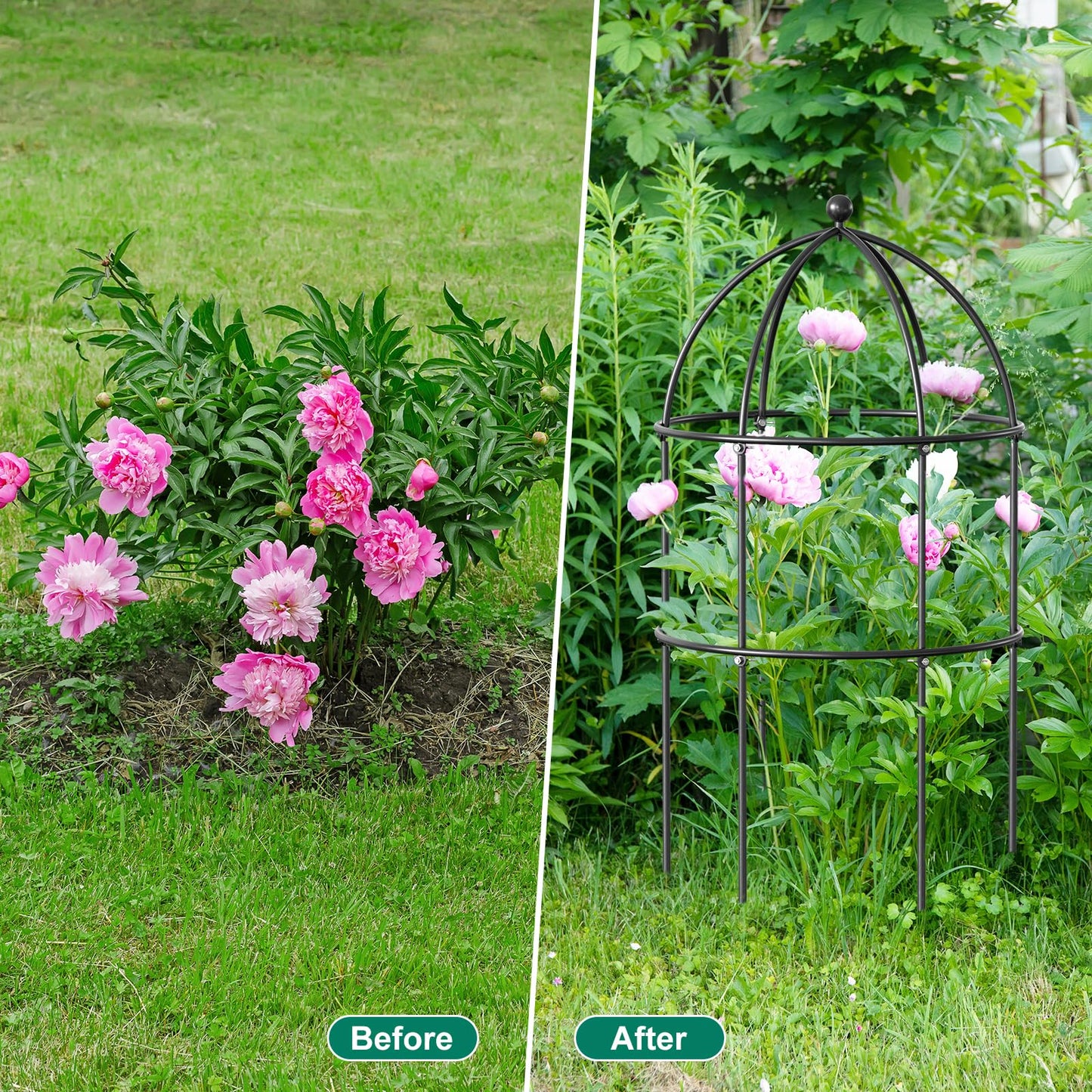 DoCred 3 Pack Plant Support, Plant Supports for Peonies Large Sturdy Grow-Through Steel Flower Support Trellis and Garden Decor | Best to Support Peonies, Baptisia, Sedum, Black