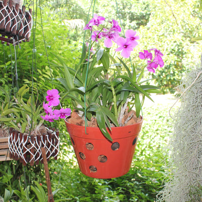 DESQUIGGLE Set of 8 Strong Thick Plastic Hanging Orchid Pots with Holes and Hangers. 2 Each of 9 Inches Wide, 7.5 Inches, 6.5 Inches, 5.5 Inches, Orchid Pots for Repotting, Orchid Planters