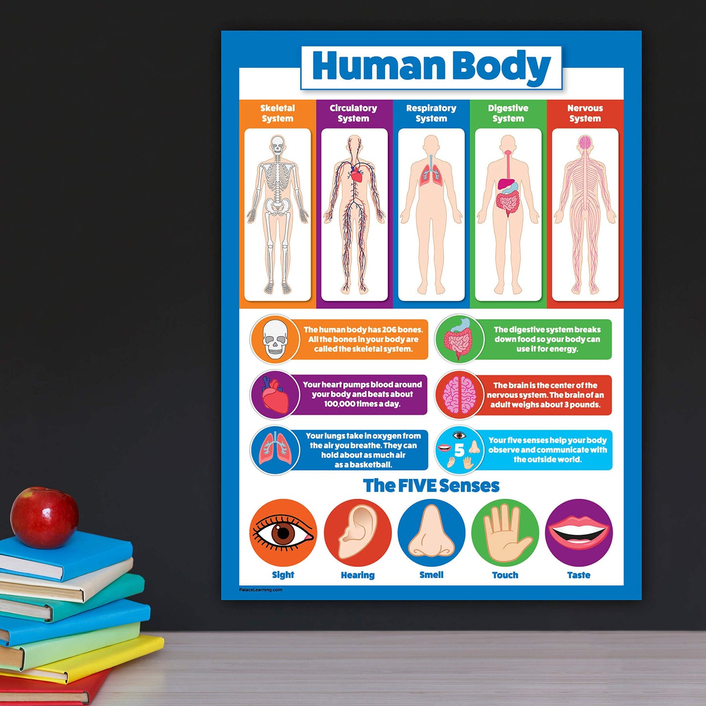 Palace Learning 2 Pack - Solar System Poster for Kids & Understanding the Human Body Chart (LAMINATED, 18" x 24")
