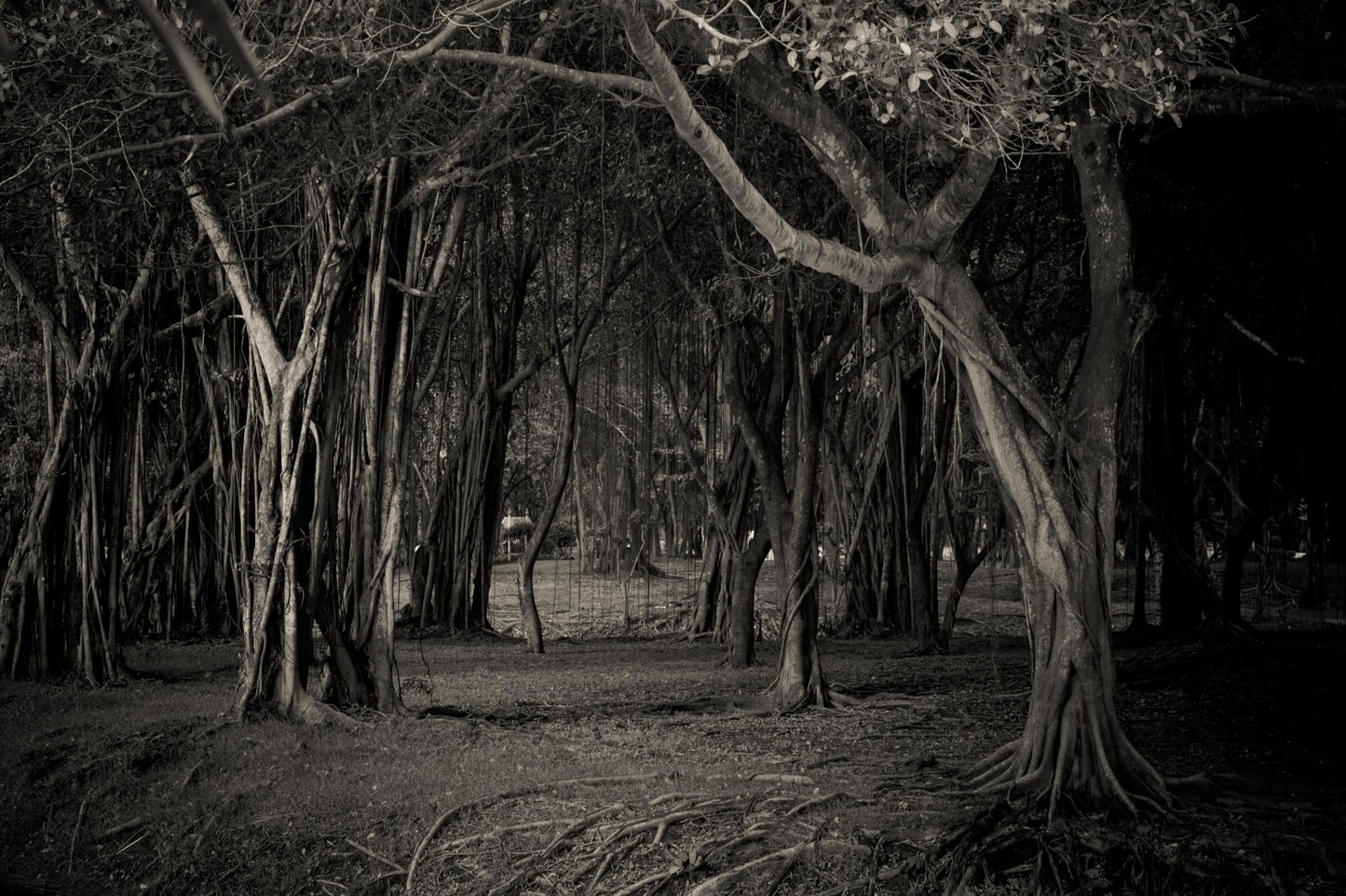 chnywork 9x6ft Misty Dark Forest Backdrop Halloween Woods Gloomy Grove Mystery Vampire Forest Background Magic Witch Wizard Sorcerer Ghost Halloween Festival Party Decors Portrait Photo Props