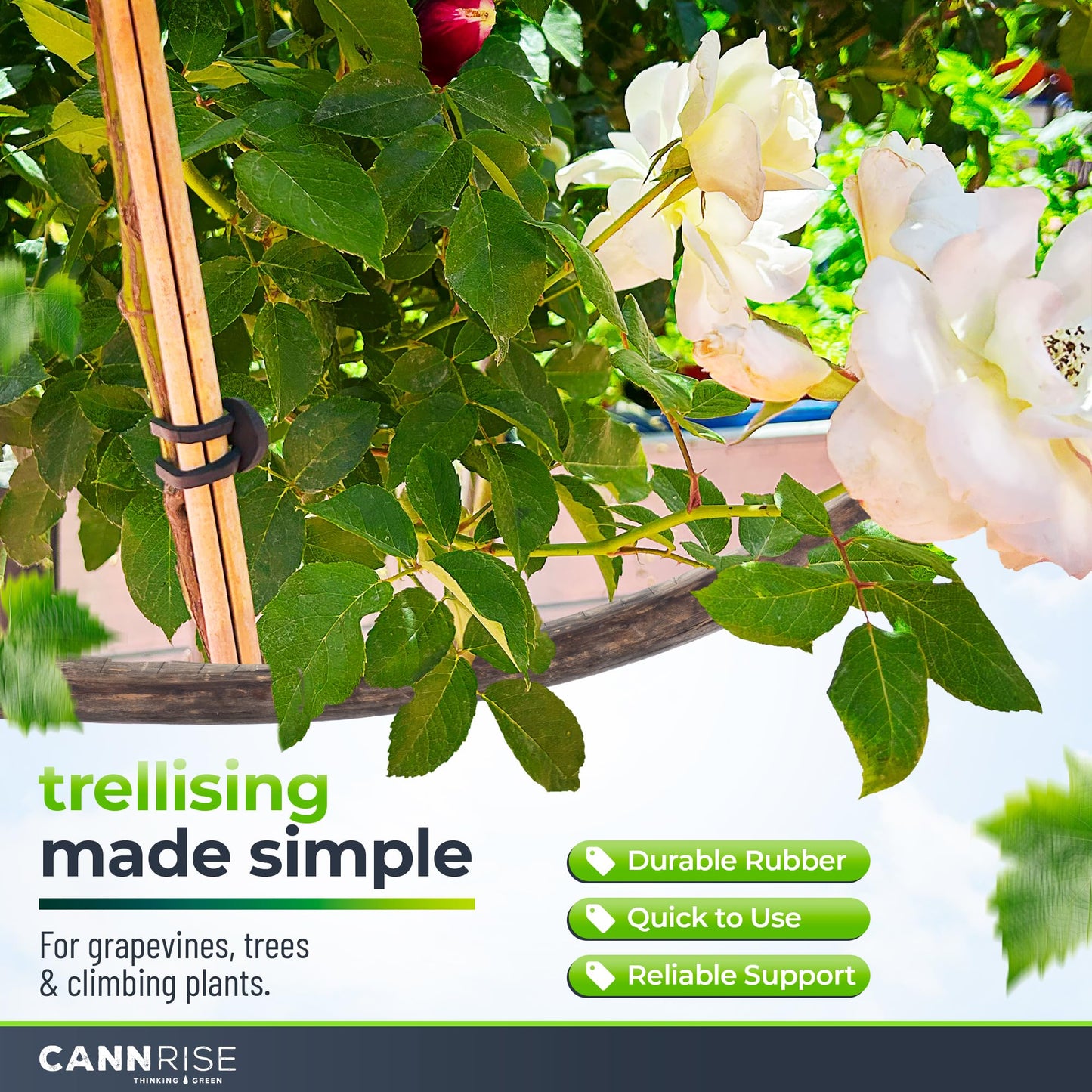 Anchor Bands for Trellising – 70-Pack 8 cm/3.14 in Rubber Vine Ties, UV-Protected Bands: Grapevines, Trees & Climbing Plants – Tool-Free Loop-and-Anchor Design for Install, Weatherproof