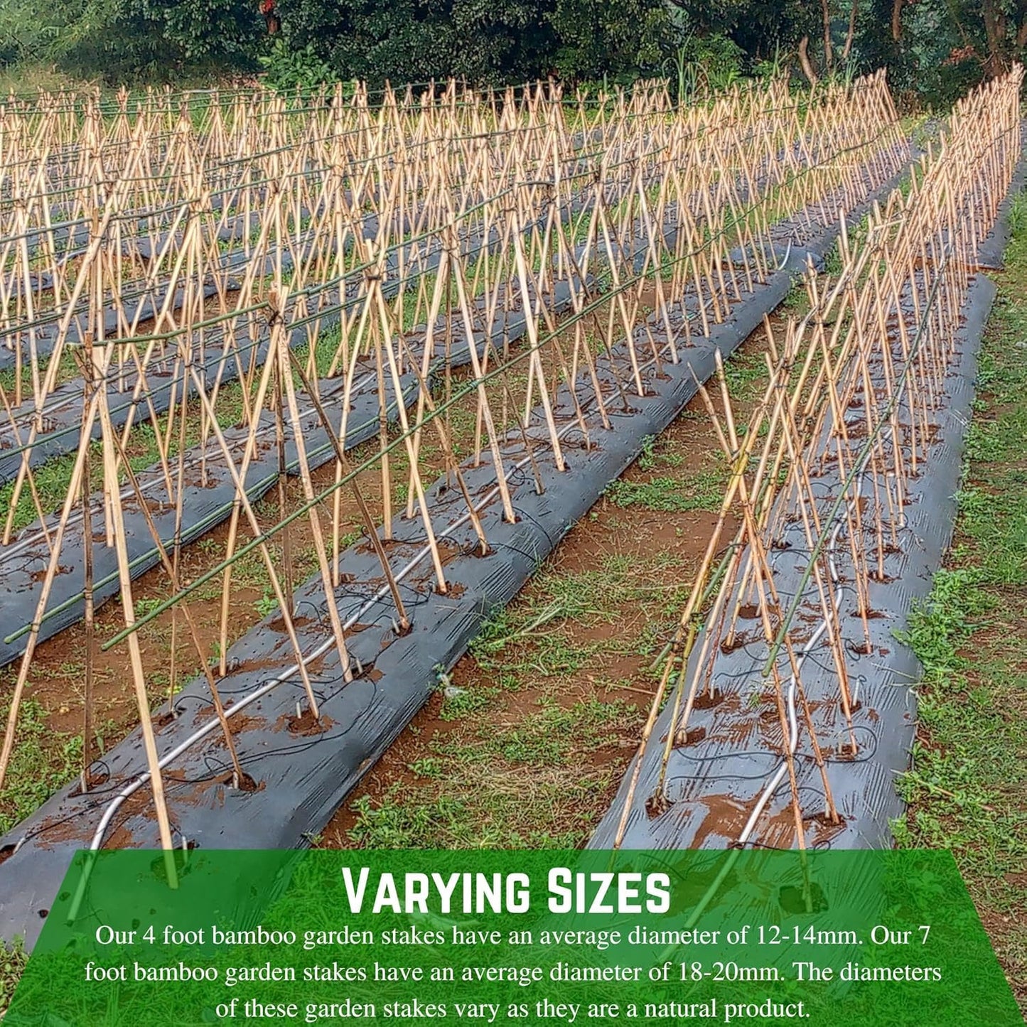 Farm Plastic Supply - Bamboo Garden Stakes - Bambo Sticks, Bamboo Plant Stakes for Outdoor Plants, Plant Support Stakes for Indoor Plants (4 Foot, 100)