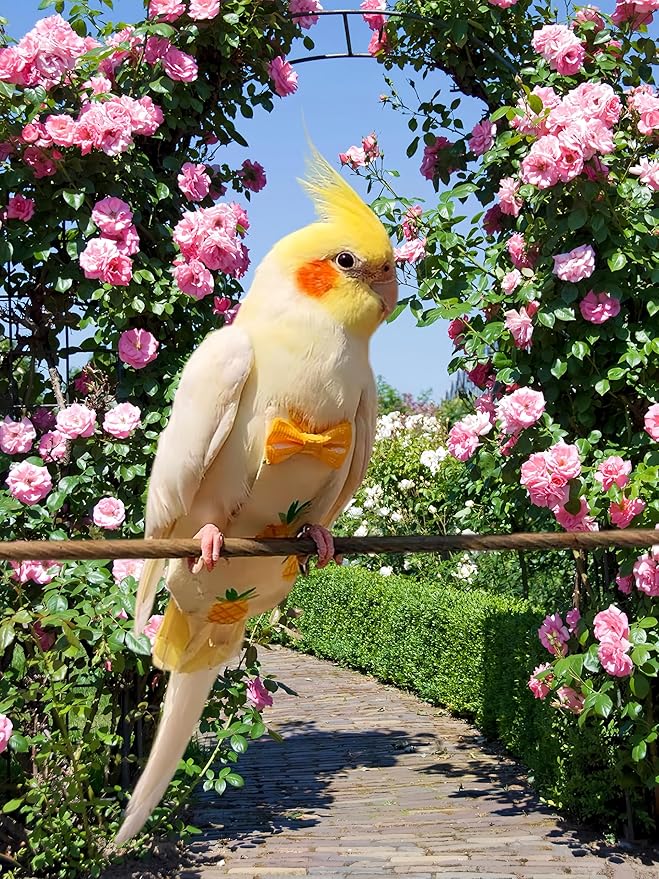 2Pcs Bird Diapers Bird Harness Flight Suits Diapers with 80 Inch Flying Leash Parrot Nappy Washable Cute Urine Wet Suit for Cockatiel Conure Macaw Budgies Parakeet-Pineapple&Watermelon,M