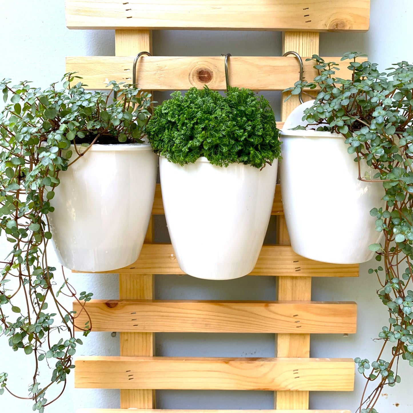LáLáGreen Wall Planters for Indoor Plants - 10 Pack, 4 Inch Self Watering Planters and Pots, White Wall Mount Planter Plant Holder, Modern Hydroponic Wall Pots Vertical Living Plant Garden Decor