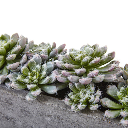 Nearly Natural Succulent Garden with Textured Concrete Planter