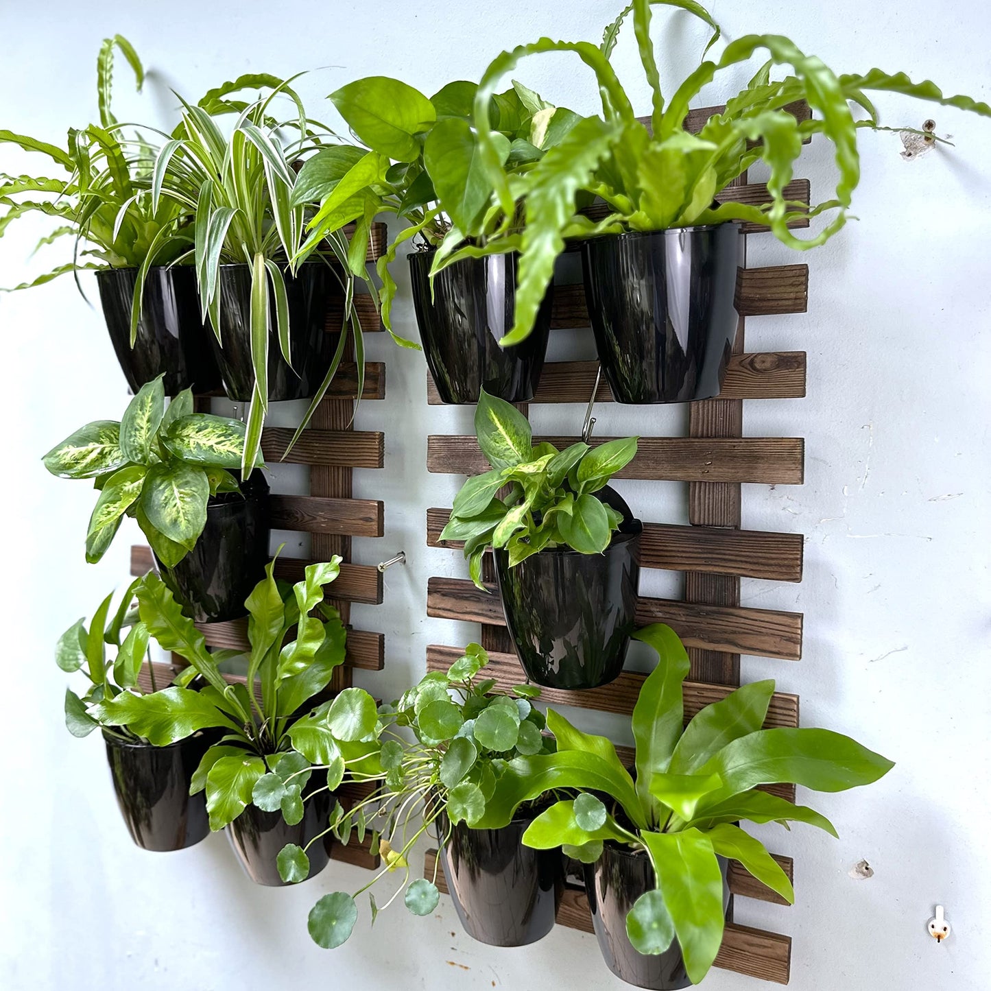 ShopLaLa Bundle- 5 Pack Set Wooden Hanging Plant Holder + 10 Pack, 4 Inch Black Self Watering Plastic Pots Large Wall Mount Vertical Hydroponic Live Garden Rustic Farmhouse Huge Shelves Modern Decor