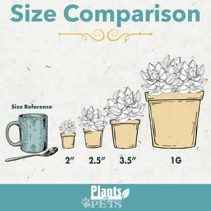 Succulents Plants Live (6PK) Potted Succulent Plants Live House Plants, Cactus Plants Live Plants Indoor Plants Live Houseplants, Indoor Plant Succulents Live Plant House Plant by Plants for Pets