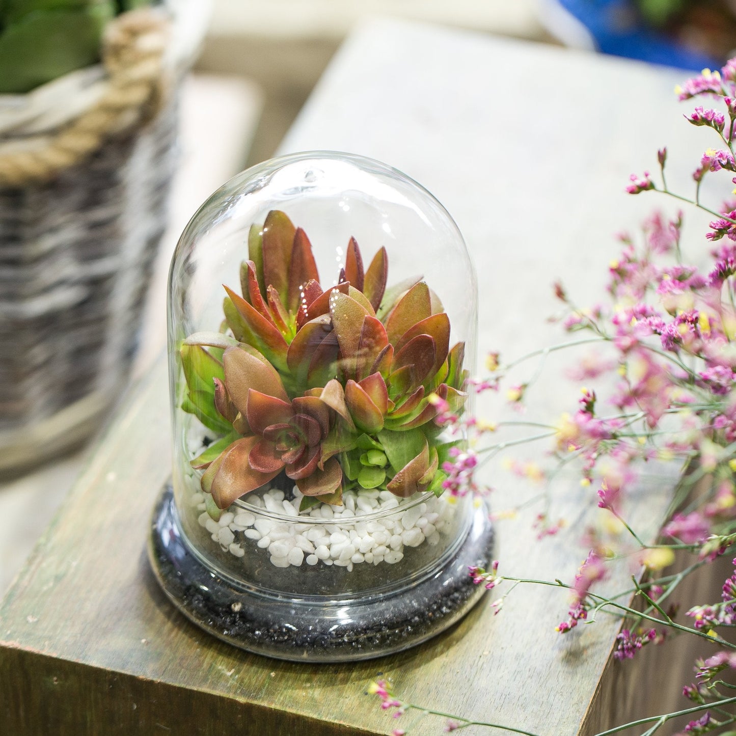 NCYP Small Clear Decorative Glass Terrarium Cloche with Air Hole - 4.7 x 4.7 x 6.3 Inches Glass Dome with Base for Miniature Plants - Display Storage (No Plants Included)
