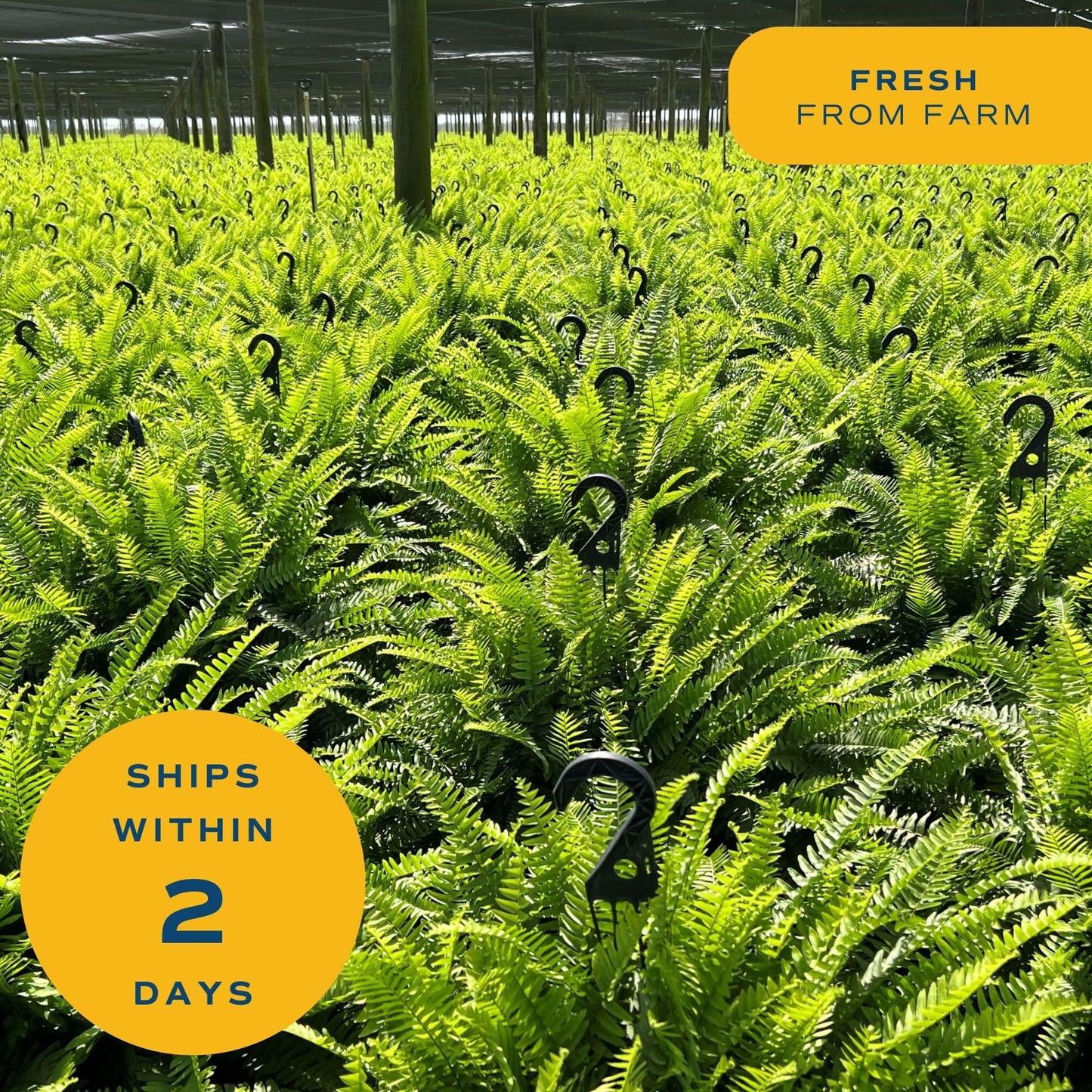 Costa Farms Macho Fern Extra Large Live Plant in Plastic Pot, Large Air Purifying Indoor & Outdoor Houseplants, Patio, Garden, Home, or Office Decor, House Warming Gift, 3-4 Feet Tall