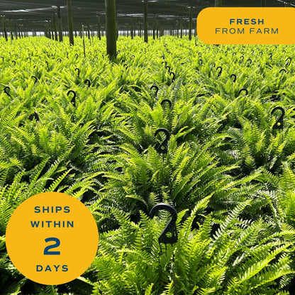 Costa Farms Macho Fern Extra Large Live Plant in Plastic Pot, Large Air Purifying Indoor & Outdoor Houseplants, Patio, Garden, Home, or Office Decor, House Warming Gift, 3-4 Feet Tall