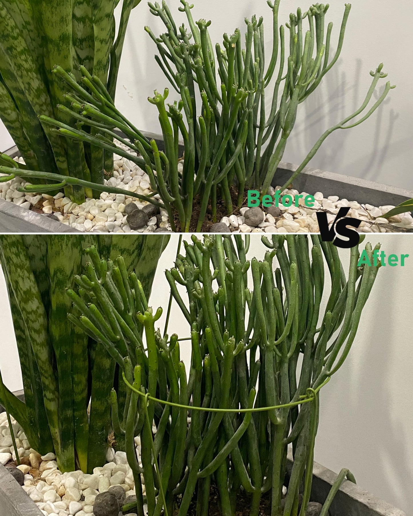 3 Pack Plant Support Stakes, Adjustable Plant Ring Cages with Green Rubber Wrapping, Ideal for Orchids, Indoor and Outdoor Potted Plants, 10" Wide x 17" High