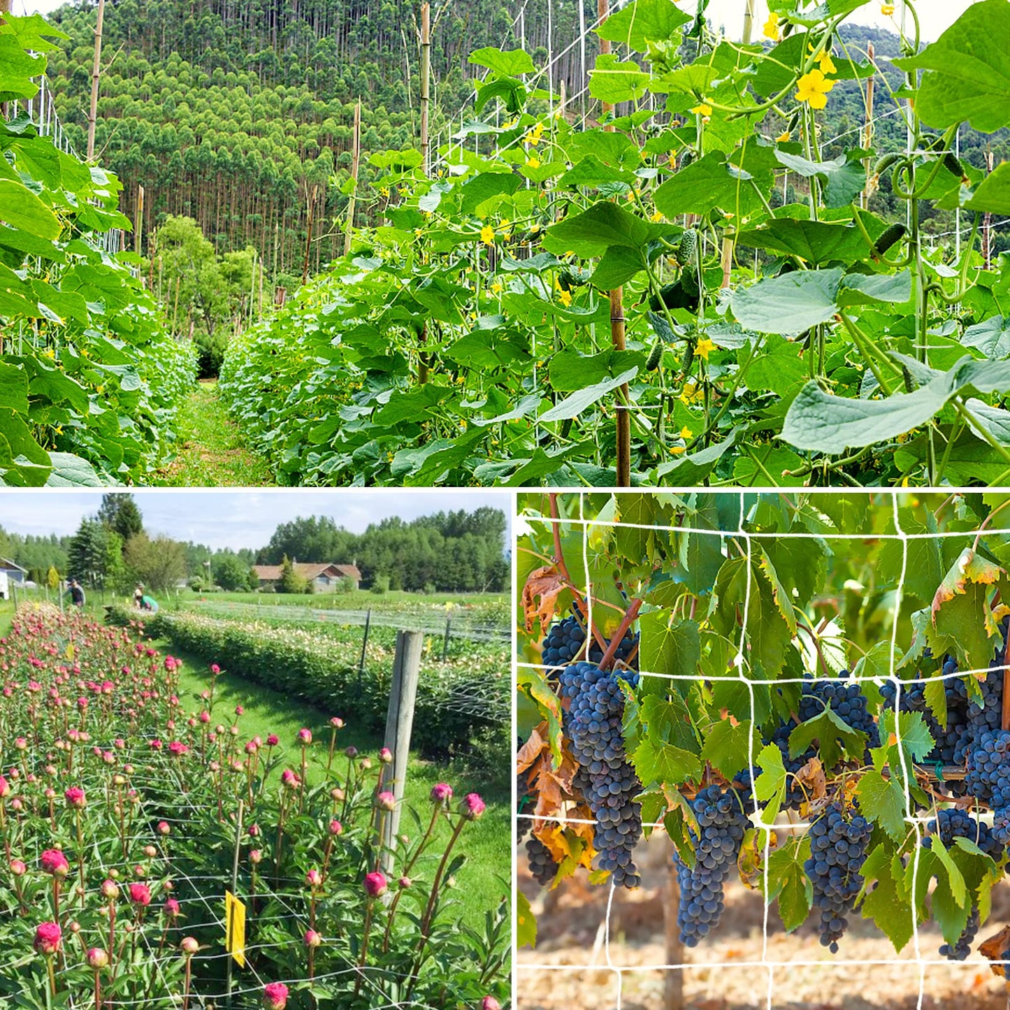Trellis Netting, 2 Pack 5x30 Ft Garden Trellis Netting, Heavy Duty Square Mesh Outdoor Grow Vining Net for Climbing Plants, Tomatoes Peas Cucumber and Flower Plant with 50pcs Garden Ties