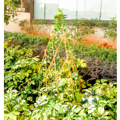 4ft Expandable Bamboo Teepee Trellis for Climbing Plants, Self-Standing Natural Bamboo Trellis for Plant Support, Folding Garden Trellis for Vines Flowers Vegetable Indoor Outdoor