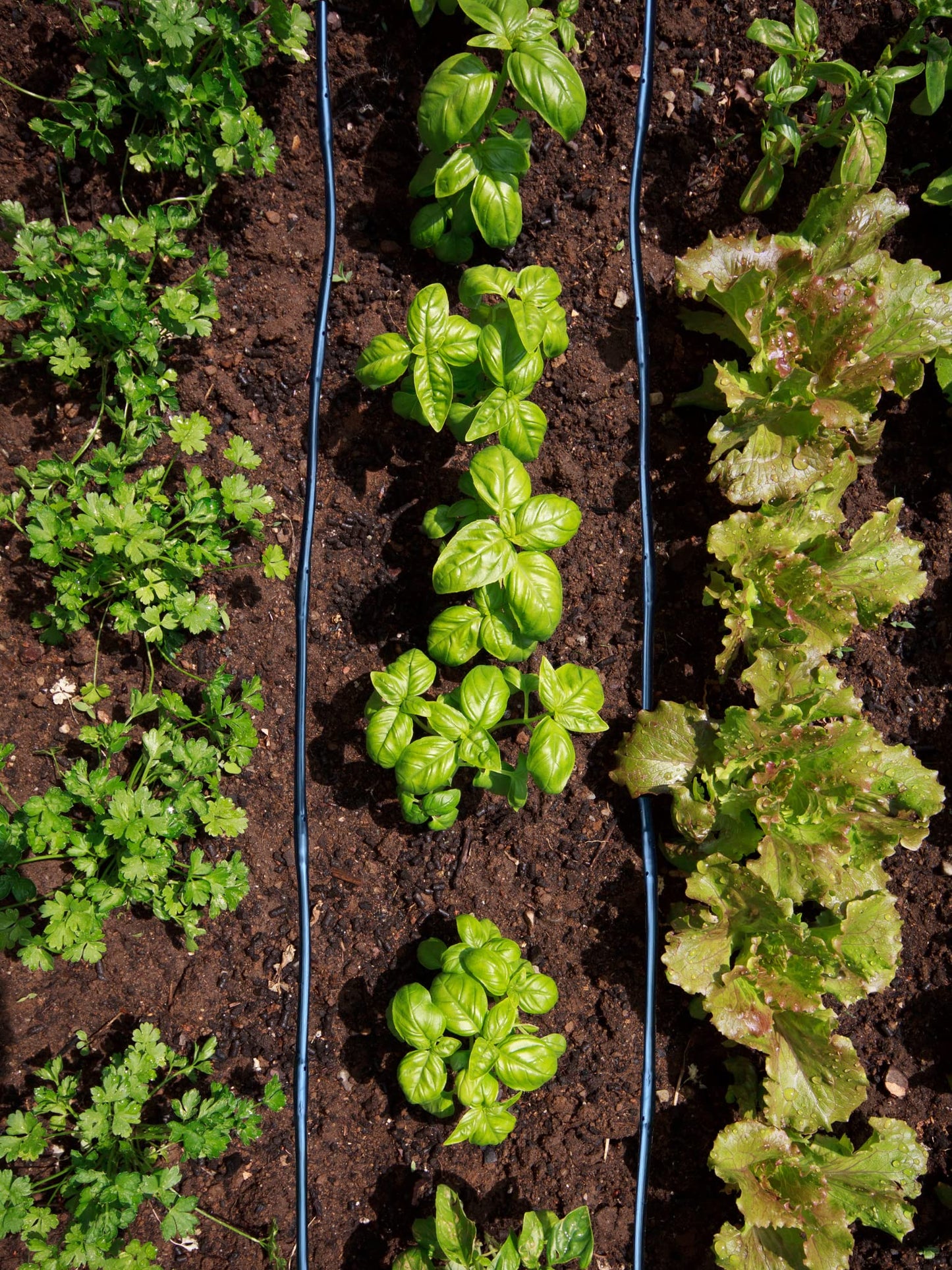 Habitech 1/4" Irrigation Dripline Tubing (100 Ft Roll) - 6" Emitter Spacing - 1/4" Drip Irrigation Fittings Included