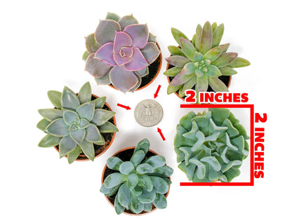 Succulents Plants Live (6PK) Potted Succulent Plants Live House Plants, Cactus Plants Live Plants Indoor Plants Live Houseplants, Indoor Plant Succulents Live Plant House Plant by Plants for Pets