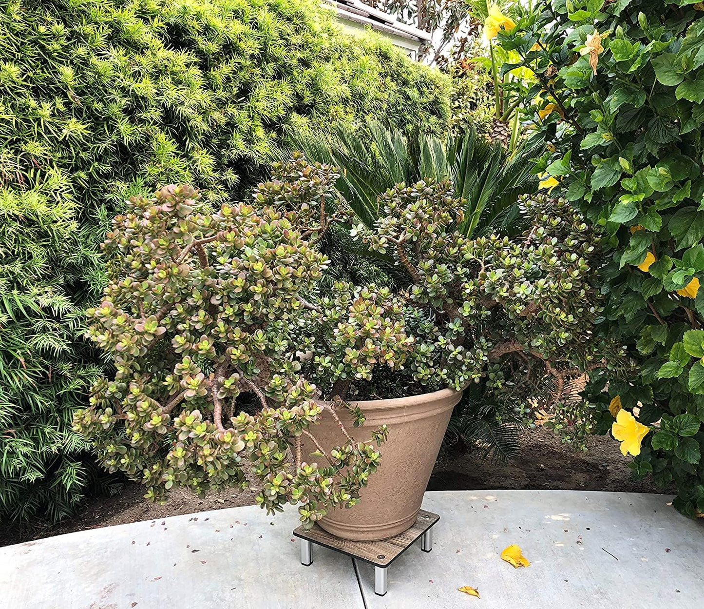 Foreman Potted Plant Stand with Legs (12"x12"x4") Indoor Outdoor Heavy Duty Versatile Use Weather Resistant Square Plant Support with 10 Year Warranty - Amaretto Pine Wood Grain Pattern