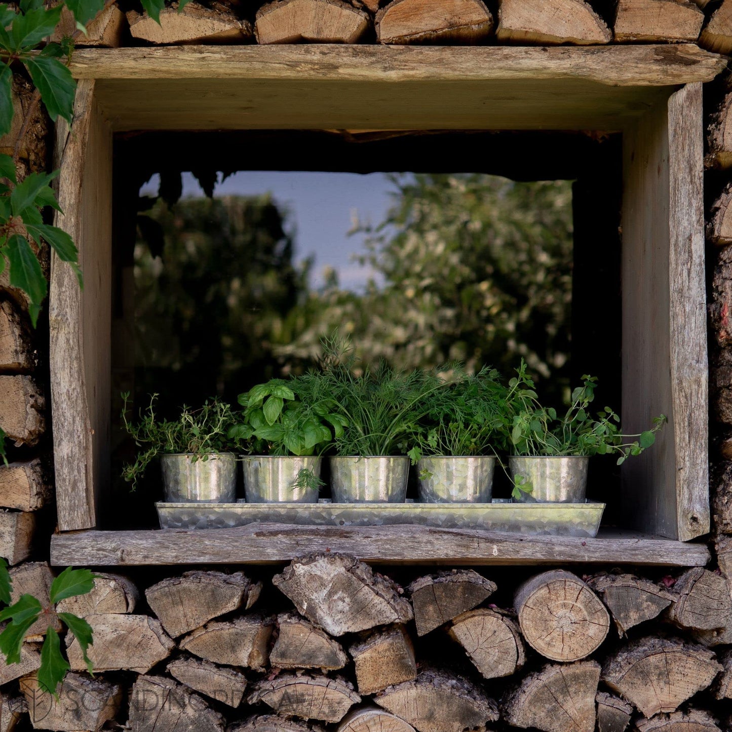SCANDINORDICA Galvanized Herb Planter – 5 Herb Pots with Drainage Holes and Tray, Windowsill Planter, Indoor Herb Garden Planter Outdoor, Herb Pots for Indoor Plants | Windowsill Herb Garden