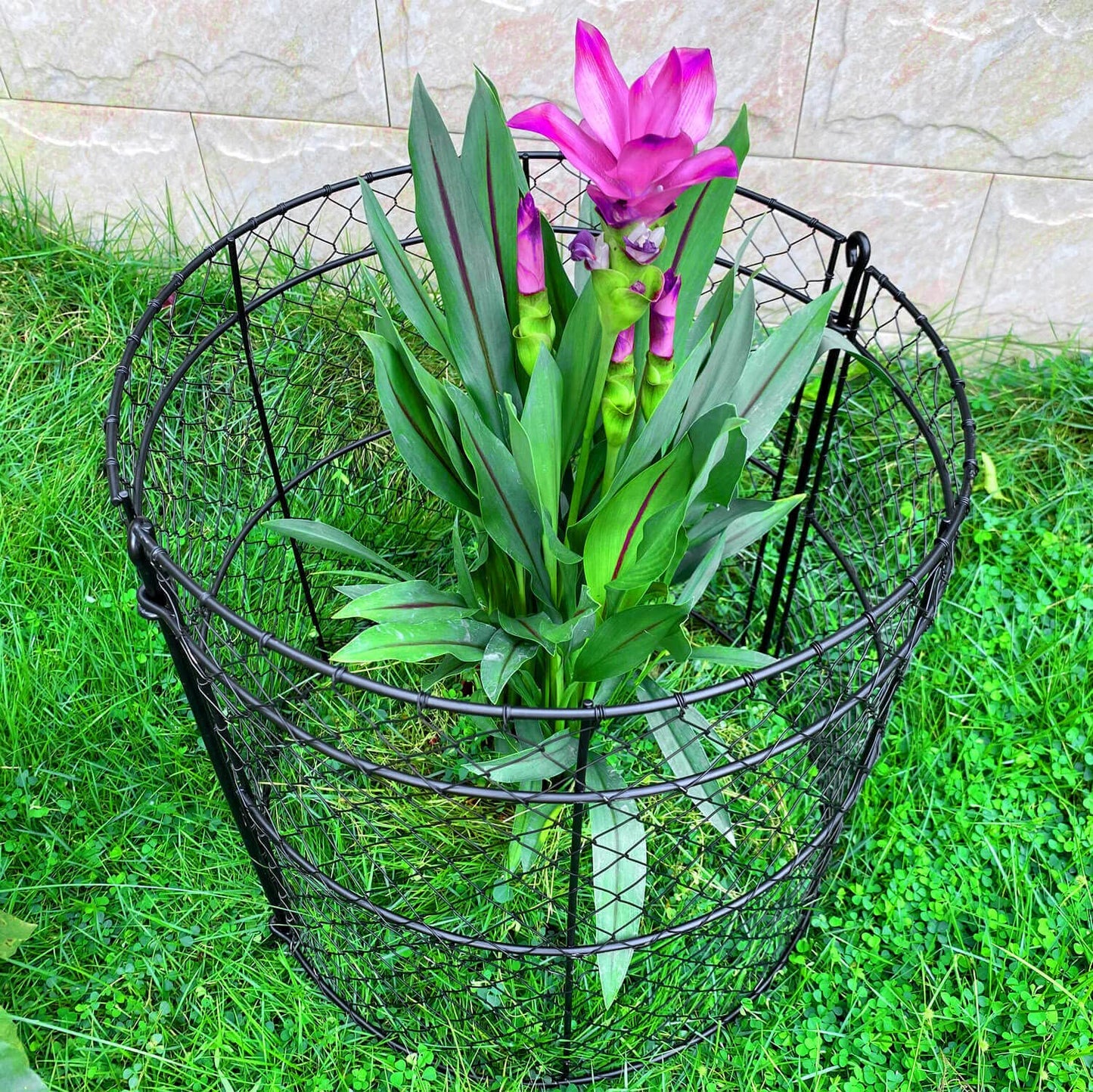 6 Pack Heavy-Duty Chicken Wire Plant Cloches, 14"x16" Rustproof Chicken Wire Cages for Flowers, Seedlings & Vegetables, Combine to Large Fences for Raised Beds & Patios, Keep Rabbits, Squirrels Out