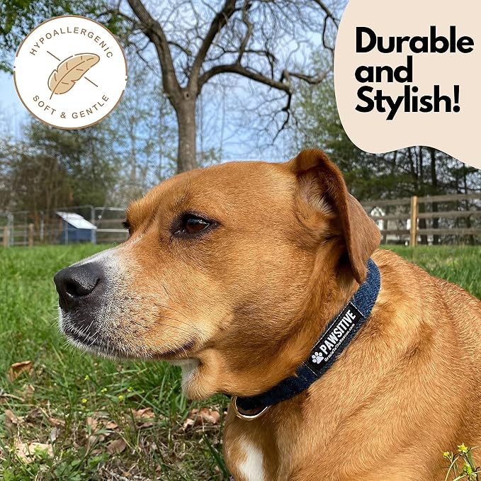 Pawsitive Wool Dog Collar - Hypoallergenic Dog Collar, Great Dog Collar for Sensitive Skin, Soft Collar for Dogs, Soft Organic Dog Collar Eco-Friendly (Medium, Beige and Leash)