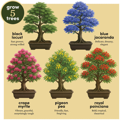 Planter's Choice Bonsai Tree Starter Kit - Birthday Gifts for Women, Men, Adults - Indoor Live House Plants - DIY Adults Craft Kits - Unique Hobby Gift Gardening Lovers - Gift Ideas Mom, Her, Friend