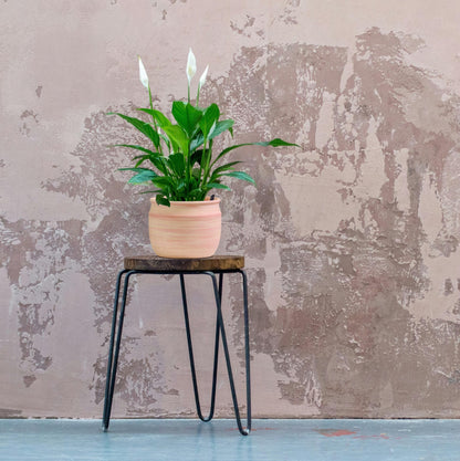 Olly & Rose Large Terracotta Plant Pot Brushed - Ceramic Plant Pot 9 Inch Outdoor and Indoor Flower Planter for Home and Garden