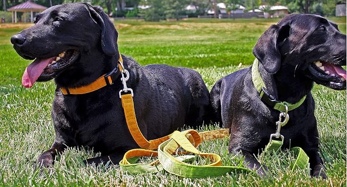 Hemp Corduroy Dog Collar Available in 9 Colors (Rust, Marigold, Bronze, Avocado, Blue, Plum, Pink, Red, Black) Sold in 6 Sizes (3/4" Small, Red)