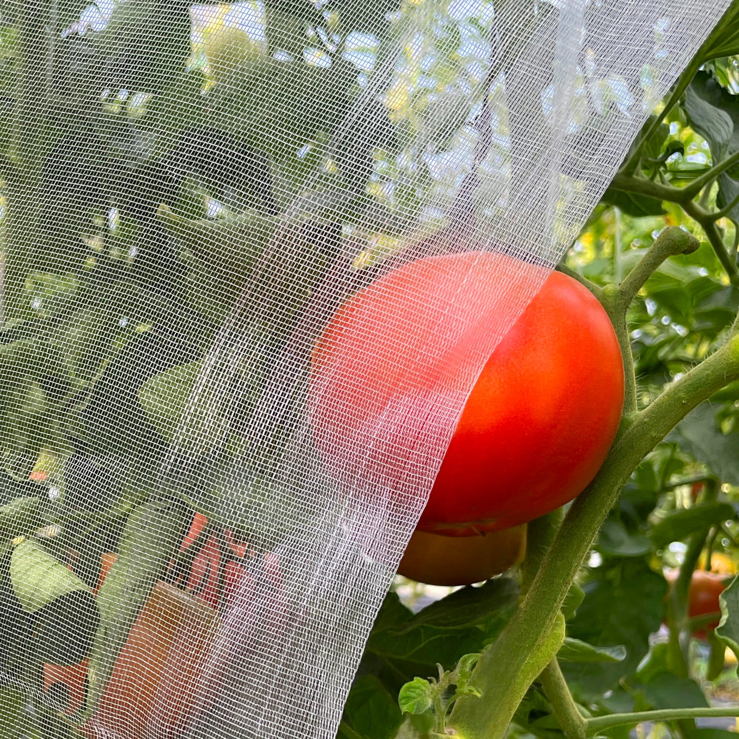Garden Mesh Netting 10'x33' Plants Covers Ultra Fine Bug Cover Keep Trees Vegetables Fruits from Cicada Mosquito Netting for Patio Crops Flowers Protection Cicada Insect Net (White)