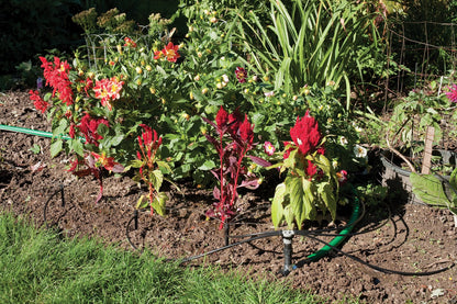 Rain Bird SWDMSPKIT Drip Irrigation Spot Watering Manifold on a Spike Kit, Bubblers and Emitters